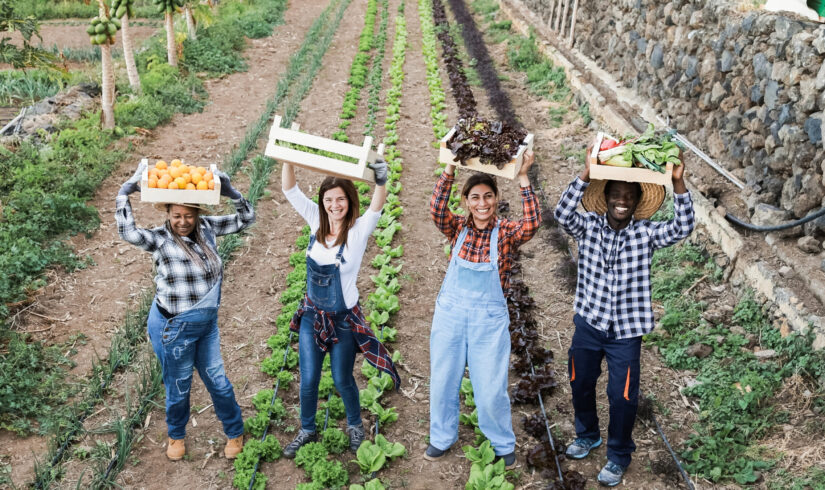 Multi generational farmer team holding wood boxes with fresh organic vegetables - Focus on faces