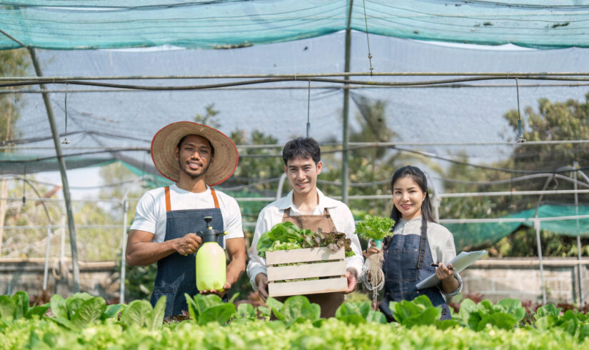 Hydroponic vegetable gardeners, group of men and women harvesting fresh organic salads in greenhouse vegetable garden, Check the quality of vegetables and record the growth of hydroponic vegetables.