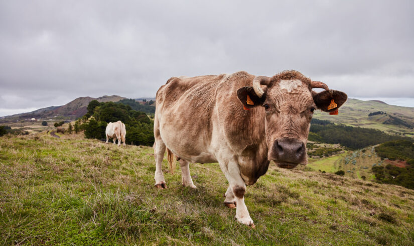 Side view cow grazing on green meadow of beautiful mountain field against cloudy sky, Canary Islands